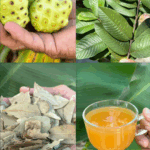 El remedio natural que está revolucionando la salud: adiós a la hipertensión y más El remedio natural que está revolucionando la salud: adiós a la hipertensión y más