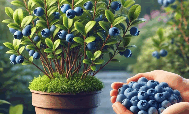 como plantar arandanos en una maceta