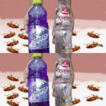 limpia tu piso y a la vez elimina las cucarachas y otros insectos