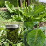 conoce la planta de la juventud conoce la planta de la juventud