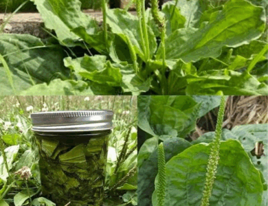 conoce la planta de la juventud conoce la planta de la juventud