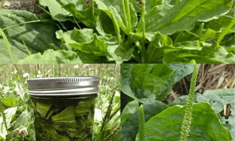 conoce la planta de la juventud