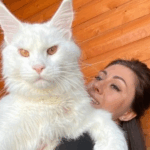 “Pesa 12 kg y sigue creciendo”: ¡Conoce a Kefir, el gatito Maine Coon más grande del mundo! “Pesa 12 kg y sigue creciendo”: ¡Conoce a Kefir, el gatito Maine Coon más grande del mundo!