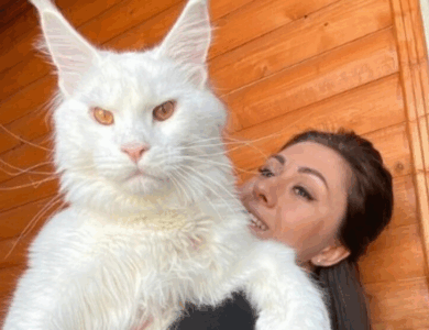 “Pesa 12 kg y sigue creciendo”: ¡Conoce a Kefir, el gatito Maine Coon más grande del mundo!