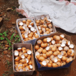 este es un fertilizante natural super economico y como funciona este es un fertilizante natural super economico y como funciona