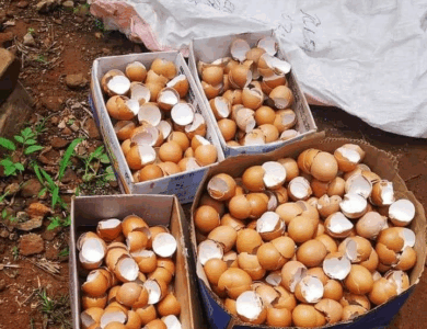 este es un fertilizante natural super economico y como funciona este es un fertilizante natural super economico y como funciona