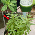 el epazote es una planta milenaria con inmensos beneficios el epazote es una planta milenaria con inmensos beneficios