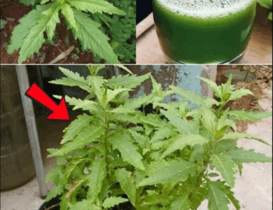 el epazote es una planta milenaria con inmensos beneficios el epazote es una planta milenaria con inmensos beneficios