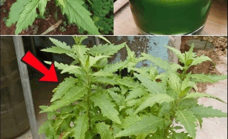 el epazote es una planta milenaria con inmensos beneficios