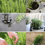 aprende todo sobre reporducir romero con solo una rama