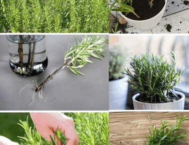 aprende todo sobre reporducir romero con solo una rama aprende todo sobre reporducir romero con solo una rama