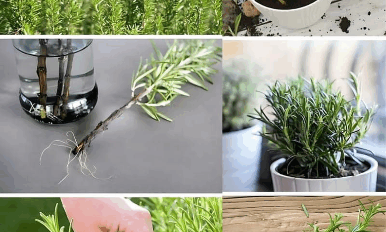 aprende todo sobre reporducir romero con solo una rama