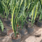 asi se hace que florezca la lengua de suegra