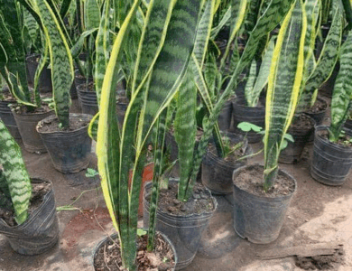 asi se hace que florezca la lengua de suegra asi se hace que florezca la lengua de suegra