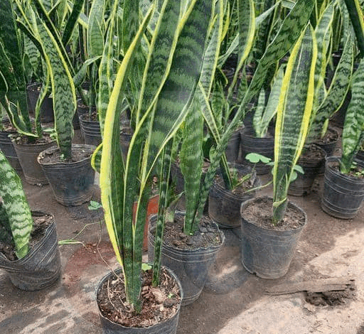 asi se hace que florezca la lengua de suegra