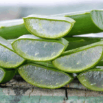 Aloe Vera: Beneficios y Formas Correctas de Consumo Aloe Vera: Beneficios y Formas Correctas de Consumo