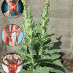 desbloquea el poder oculto de la planta gordolobo desbloquea el poder oculto de la planta gordolobo