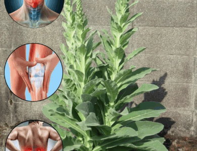 desbloquea el poder oculto de la planta gordolobo desbloquea el poder oculto de la planta gordolobo