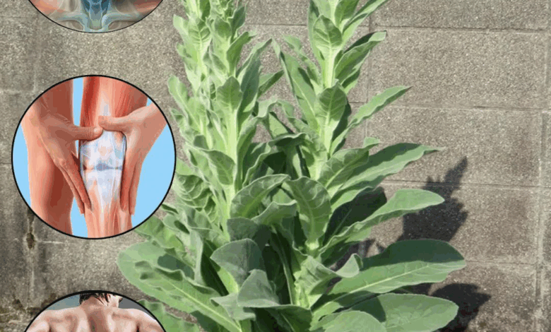 desbloquea el poder oculto de la planta gordolobo