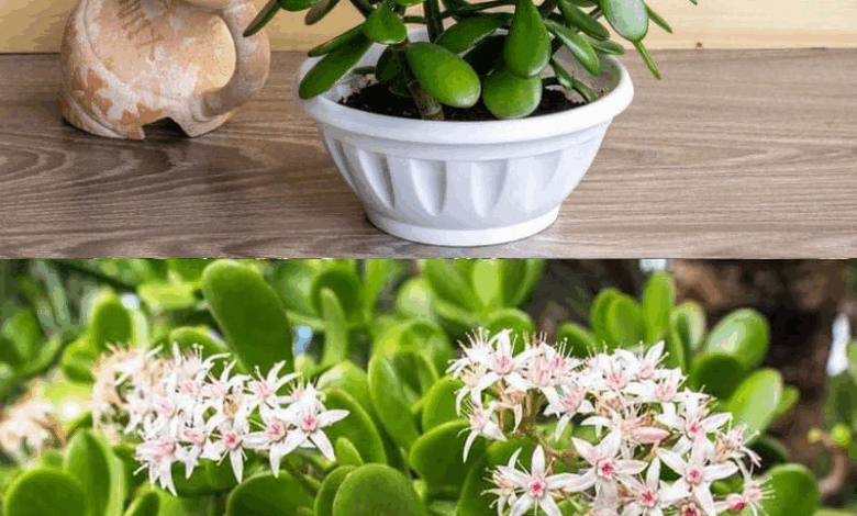 esta es una gran planta suculenta para ti y tu hogar