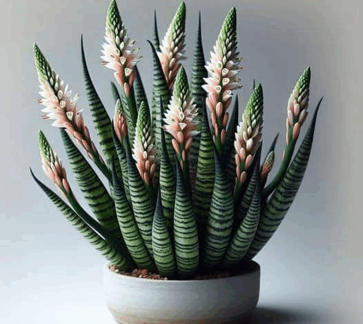 nunca saques esta planta de tu hogar