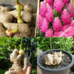 truco de la abuela para hacer florecer el jengibre