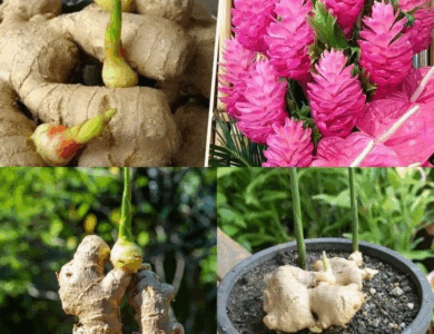 truco de la abuela para hacer florecer el jengibre