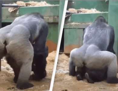 Padres en shock al ver a los gorilas apareándose frente a los niños en el zoológico Padres en shock al ver a los gorilas apareándose frente a los niños en el zoológico