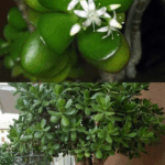 descubre y cultiva el arbol del dinero