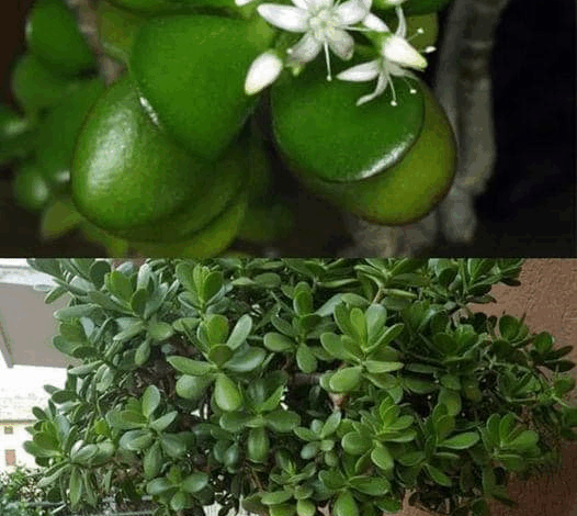 descubre y cultiva el arbol del dinero