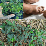 desbloquea el poder oculto de la mimosa pudica-