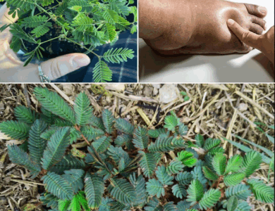 desbloquea el poder oculto de la mimosa pudica- desbloquea el poder oculto de la mimosa pudica-