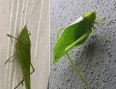 El Insecto Esperanza: Un Mensajero de Buenas Nuevas