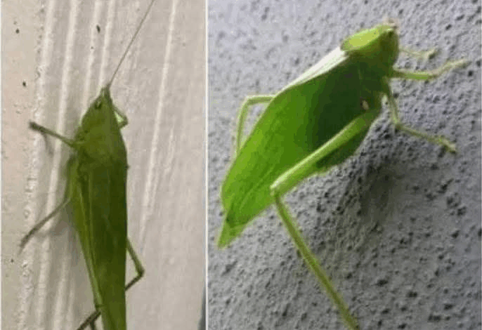 El Insecto Esperanza: Un Mensajero de Buenas Nuevas