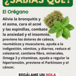 El Té de Orégano para la fuerte tos y limpiar los pulmones