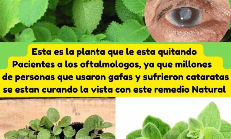 Orégano orejón para la vista