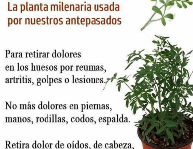 Plantas medicinales: para que sirve la ruda y cuáles son sus efectos Plantas medicinales: para que sirve la ruda y cuáles son sus efectos