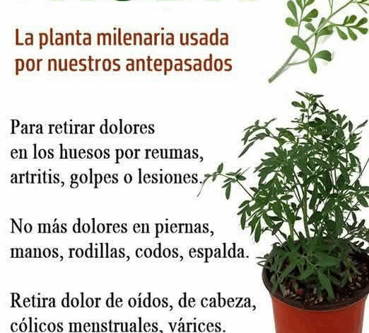 Plantas medicinales: para que sirve la ruda y cuáles son sus efectos