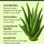 La Sábila y sus beneficios