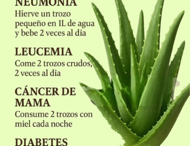 La Sábila y sus beneficios