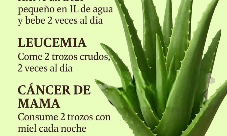 La Sábila y sus beneficios