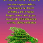 Descubre las propiedades curativas del romero Descubre las propiedades curativas del romero