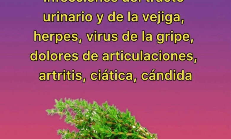 Descubre las propiedades curativas del romero