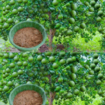 10 sencillos consejos para cultivar un limonero en maceta