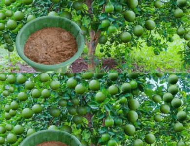 10 sencillos consejos para cultivar un limonero en maceta 10 sencillos consejos para cultivar un limonero en maceta