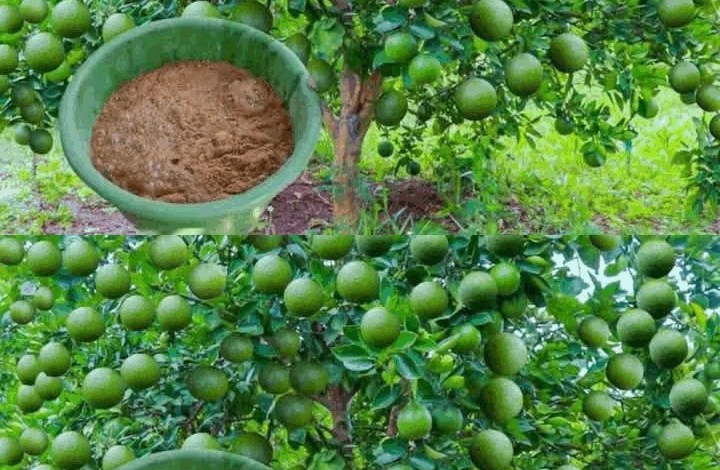 10 sencillos consejos para cultivar un limonero en maceta