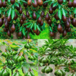 Como cultivar aguacates en casa Como cultivar aguacates en casa