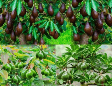 Como cultivar aguacates en casa