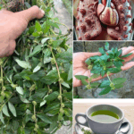 Descubre el asombroso poder de la Euphorbia hirta! La planta milagrosa que debes conocer