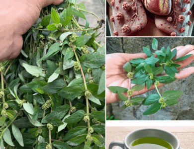 Descubre el asombroso poder de la Euphorbia hirta! La planta milagrosa que debes conocer Descubre el asombroso poder de la Euphorbia hirta! La planta milagrosa que debes conocer